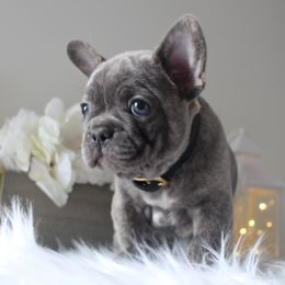 French Bulldog Puppies from 5th Avenue French Bulldogs