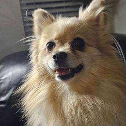 Pomeranian puppies from Yanetta Pomeranians