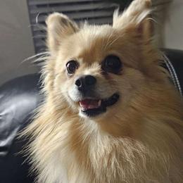 Pomeranian puppies from Yanetta Pomeranians
