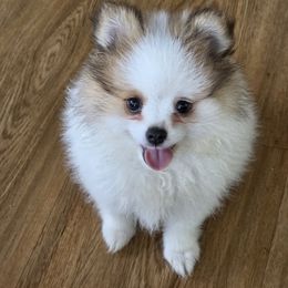 Candy - Orange parti female Pomeranian puppy in Candler, North Carolina from Carolyn's Pomeranians