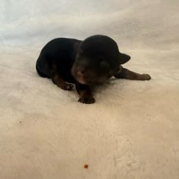 Frances - Black and tan female Pomeranian puppy in Seneca, Missouri from Stephanie’s Puppy Colony