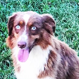 Penny - Australian Shepherd