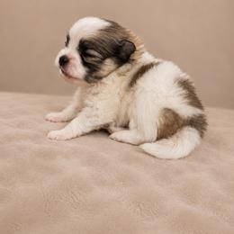 Caius - Black and tan parti male Pomeranian puppy in Paducah, Kentucky from Perennial Poms Pomeranian Breeder