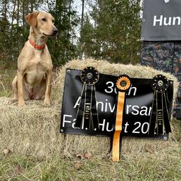 Labrador Retriever All Grown Up from Daylin’s Doodles & Labradors