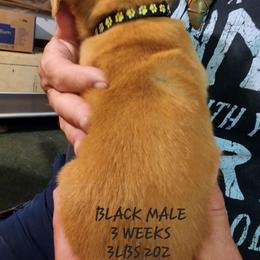 Black male - Yellow male Labrador Retriever puppy in Appling, Georgia from Kelley's Red Clay Labradors