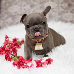 Chihuahua and French Bulldog Puppies from Destiny Chihuahuas