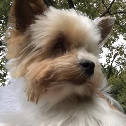 Yorkshire Terriers from Emma Cusson's Yorkshire Terriers