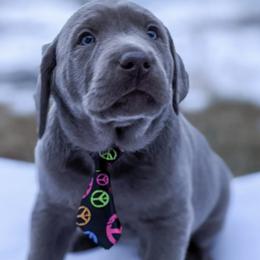 Dilute Retrievers and Labrador Retrievers from Douglas Dog Haus