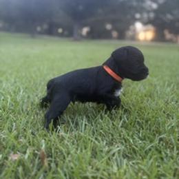 Miniature Schnauzer Puppies from Rebecca LeBoeuf