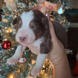 Emma - Red tri female Miniature Australian Shepherd puppy in Copperas Cove, Texas from Aussies Acre