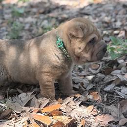 Palm - Fawn male Chinese Shar-Pei puppy in Lehigh Acres, Florida from Florida Wrinkles
