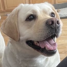 Meara - Labrador Retriever