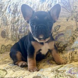 Bloom - Black and tan female French Bulldog puppy in Greeley, Colorado from Mandy Moon French Bulldogs