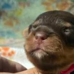 Yorkshire Terriers from Loving Laps (Yorkies raised right )