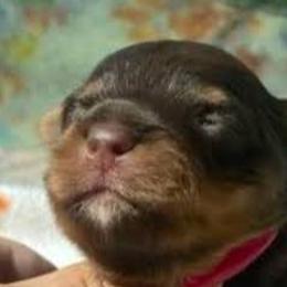 Yorkshire Terriers from Loving Laps (Yorkies raised right )