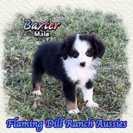 Baxter - Black tri male Toy Australian Shepherd puppy in Forestburg, Texas from Flaming Dill Ranch Aussies