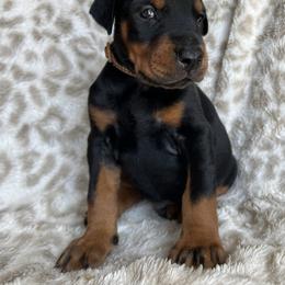 Brown - Black and rust male Doberman Pinscher puppy in Muskegon, Michigan from HillStone Dobermans