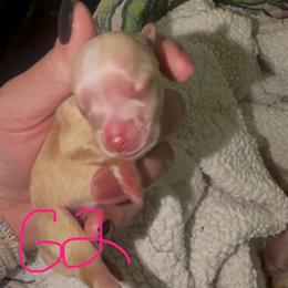 Leia - White and tan female Morkie puppy in Winston Salem, North Carolina from Patty’s Paws