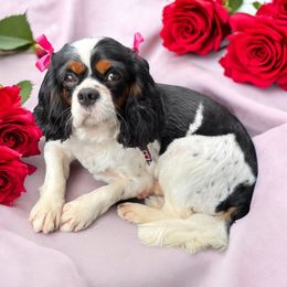 Wendy - Cavalier King Charles Spaniel