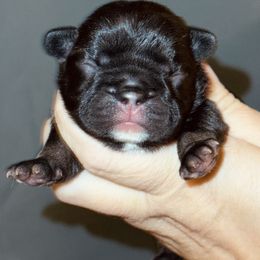 Black and Tan Yellow Collar - Tricolors female French Bulldog puppy in Harmony, North Carolina from Schuster Haus