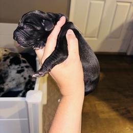Thunder - Black and white male Great Dane puppy in Ash Grove, Missouri from Dashing Danes