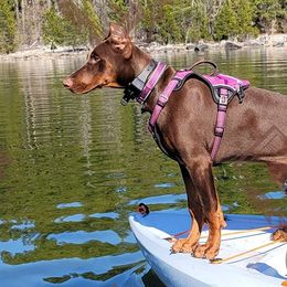 Doberman Pinschers from JSG Dobermans