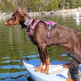 Doberman Pinschers from JSG Dobermans