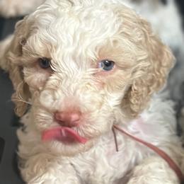Magnolia - Apricot female Goldendoodle puppy in Sanderson, Florida from Serenity Goldendoodles