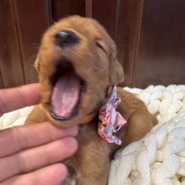 Third Pick Girl - Dark golden female Golden Retriever puppy in Aumsville, Oregon from Bigfoot Goldens AKC Registered Dark Red