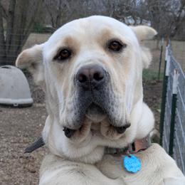 Luna - Cane Corso