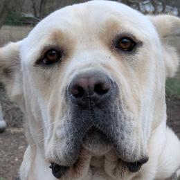 Luna - Cane Corso