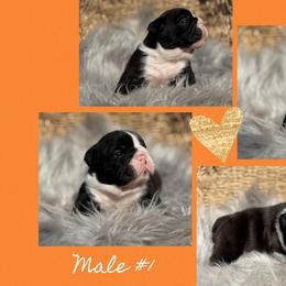 Boy 1 - Brindle male Bulldog puppy in Quinlan, Massachusetts from Wright Way Retrievers