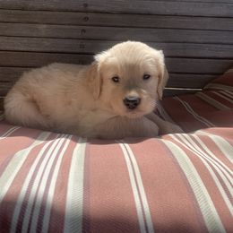 Golden Retriever Puppies from 3 Gun Retrievers
