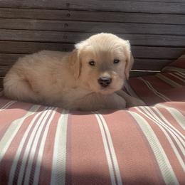 Golden Retriever Puppies from 3 Gun Retrievers
