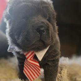 Weston - Blue male Chinese Shar-Pei puppy in Rome, Pennsylvania from Maynard Hills Chinese Sharpeis