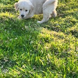 Golden Retriever and Labrador Retriever Puppies from Abels Envy Retrievers