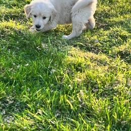 Golden Retriever and Labrador Retriever Puppies from Abels Envy Retrievers
