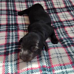 Black and brindle boy - Black and tan male Dachshund puppy in Barre, Massachusetts from Central Mass Dachshunds