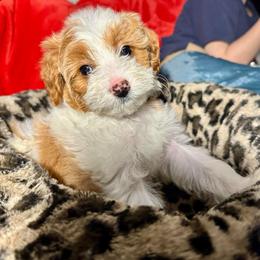 Green Collar - Parti female Goldendoodle puppy in Cocoa, Florida from Leopard n Lace Doodles
