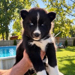 Dain - Black and white male Siberian Husky puppy in Oakwood, Ohio from Moonlight Siberian Huskies