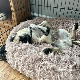 Pug All Grown Up from Immaculate Pugs