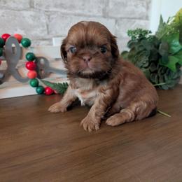 Zane - Liver male Shih Tzu puppy in West Pawlet, Vermont from Morgan's Shih Tzus