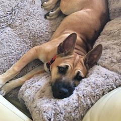 Vietnamese Phu Quoc Ridgeback Puppies from TSUNAMI  PHU QUOC VIETNAMESE PUPPY DOG