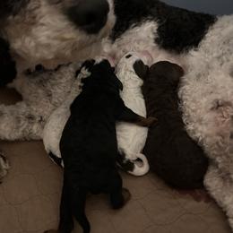 Hershey - Chocolate merle male Bernedoodle puppy in North Carolina from Lynes of Doodles