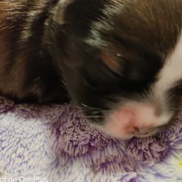 Shih Tzu Puppies from Starrynight Shih Tzu