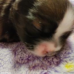 Shih Tzu Puppies from Starrynight Shih Tzu