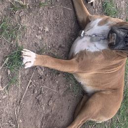 Elbe - Boxer