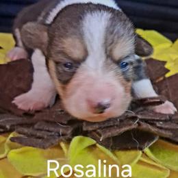 Rosalina - Black and tan female Pembroke Welsh Corgi puppy in Kingman, Kansas from Tiny Titans K9