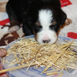 Bernese Mountain Dog Puppies from Baby Bear Bernese Kennel