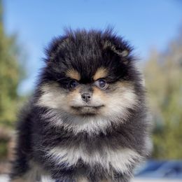 Sadie - Black and tan parti female Pomeranian puppy in Santa Clarita, California from Hollywood Mini Pets